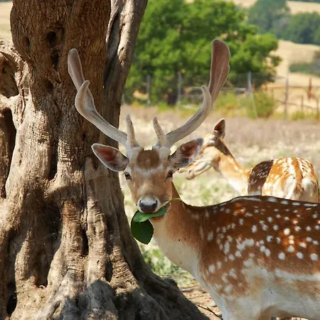 Alloggio per agriturismo Il Rosciolo Piccione